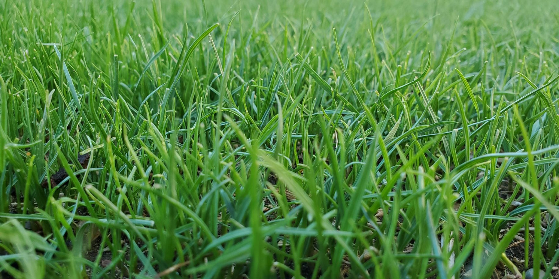 seed germination