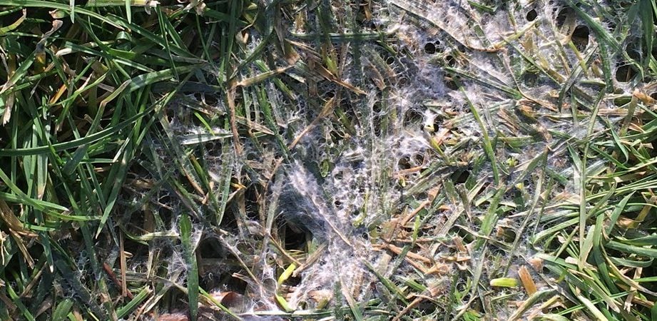Prevent Snow Mold