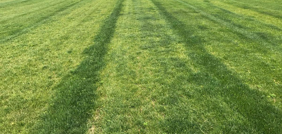 fresh green grass