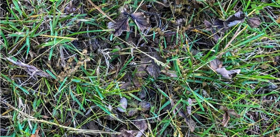 close up of leaves and weeds in the grass