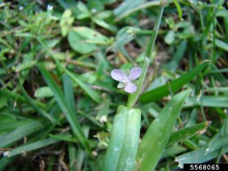 the-flowers-of-doveweed-have-three-lavender-petals