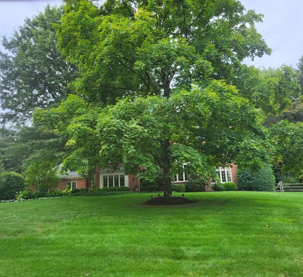 tree on Ultimate Ornamental Package