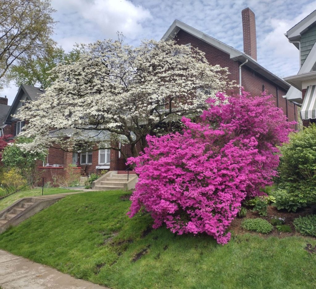 Ultimate Ornamental Package blooms