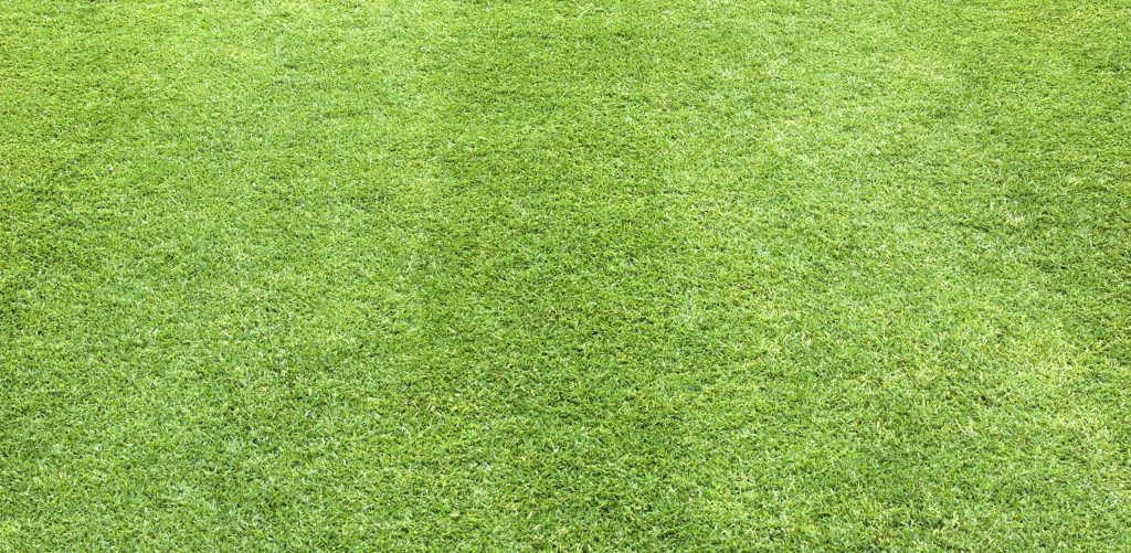 When Can I Overseed After Use of a Pre-emergent Herbicide? - Advanced