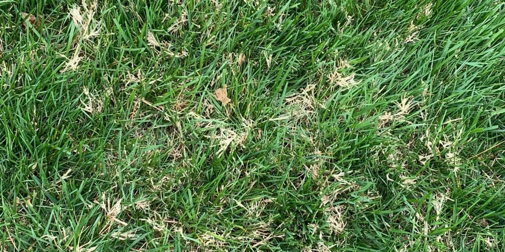 Bermuda Dormant