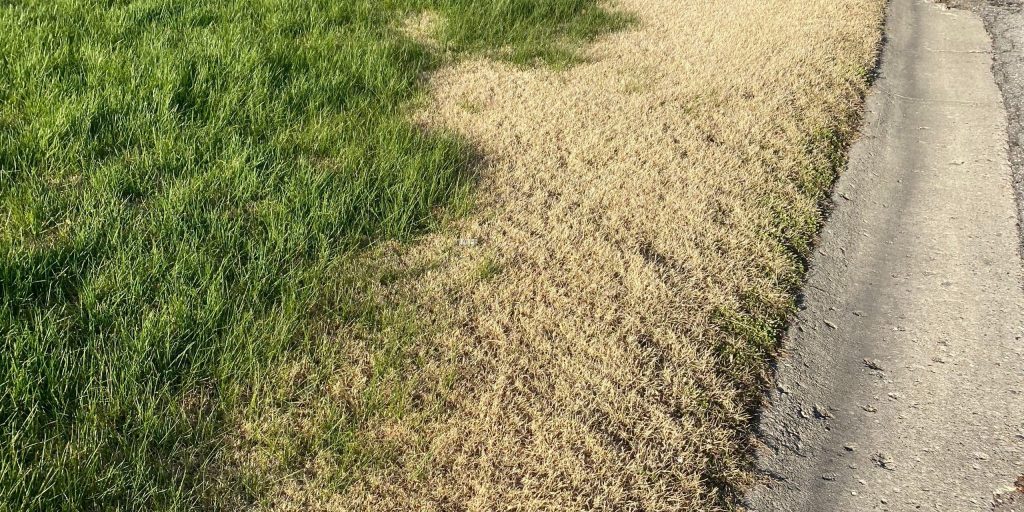 close-up of grass
