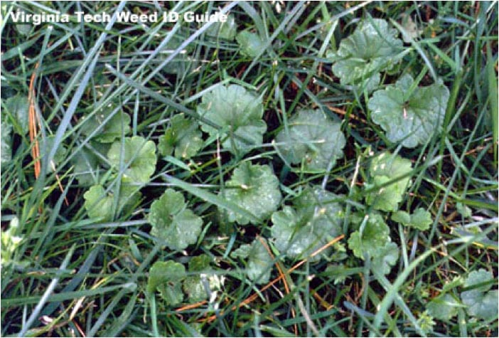 close-up of weeds