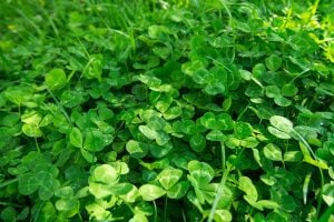 White Clover