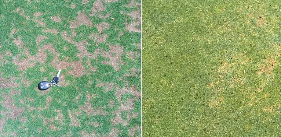 Dollar spot (left) with automobile keys for size perspective and aerated turfgrass affected by anthracnose (right).