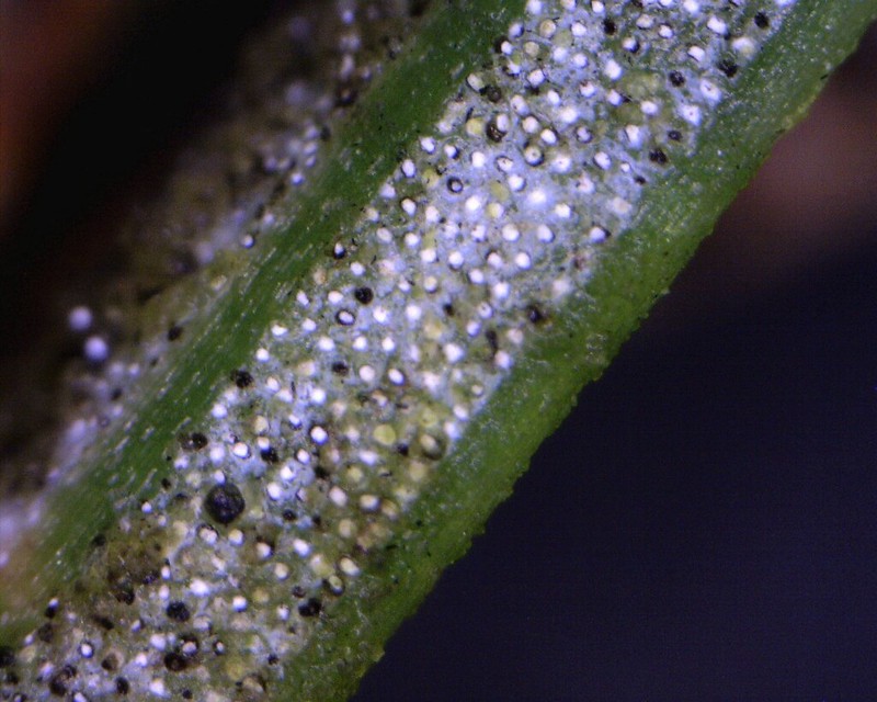 Closeup image of fruiting bodies on spruce needle. Public domain image from United States Department of Agriculture Forest Service.