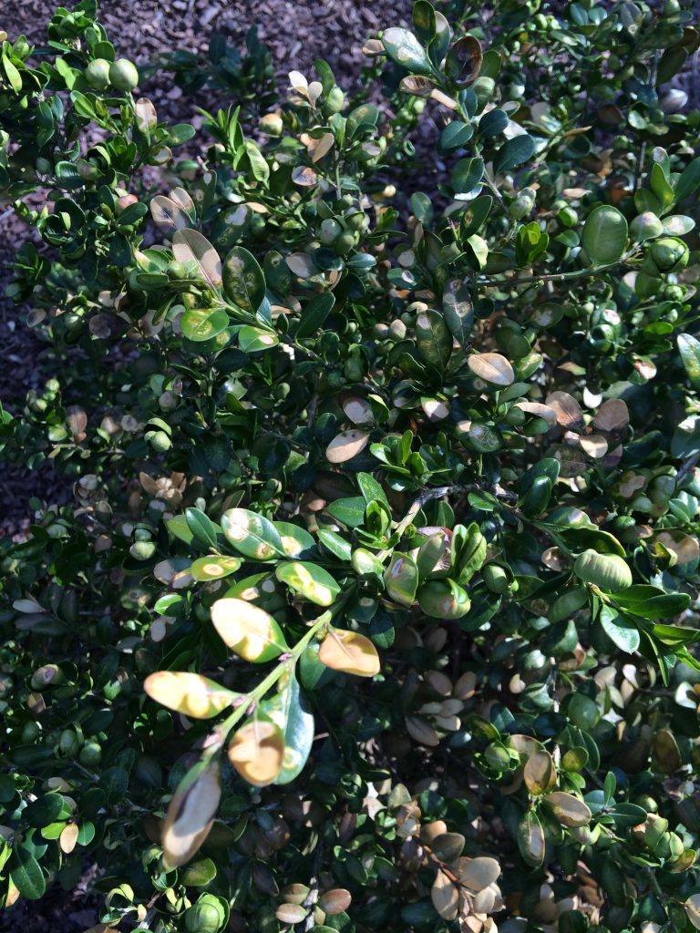 Psyllid and leafminer injury.