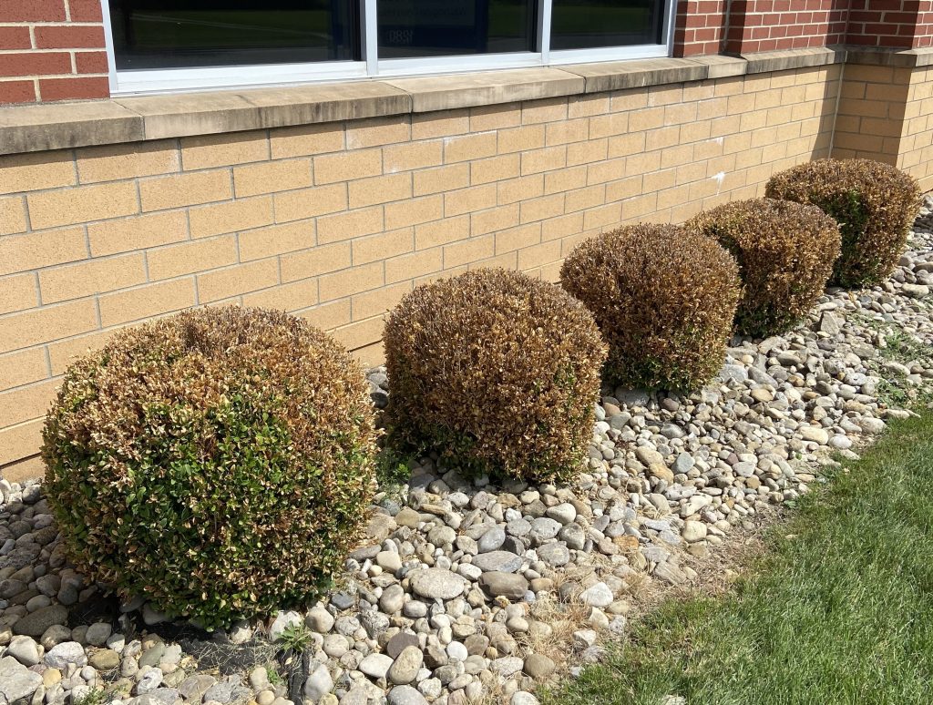 Boxwoods affected by winterkill.
