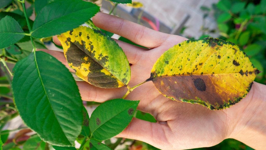 Diagnosing and Treating Rose Black Spot - Advanced Turf Solutions