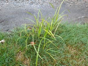 Yellow Nutsedge