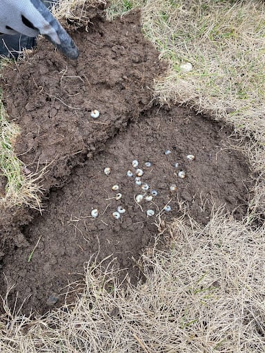 Grubs Found Under Damaged Turf (Byron Center, MI) - September 2023