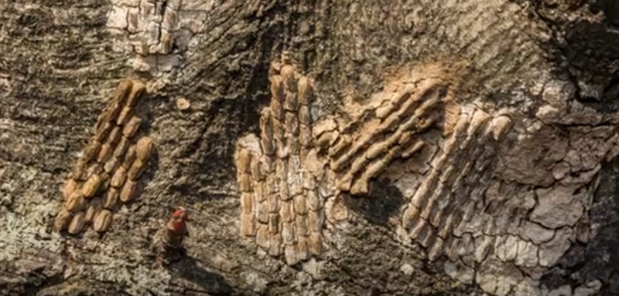 Spotted lanternfly egg masses on tree