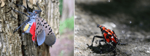Spotted Lanternfly Adult (Left) and Nymph (Right)
