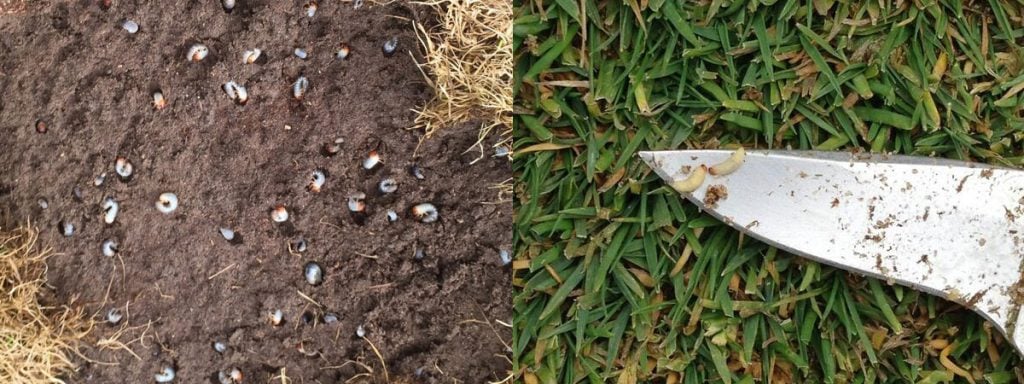 Fight Grubs and ABW With Tetrino - Advanced Turf Solutions