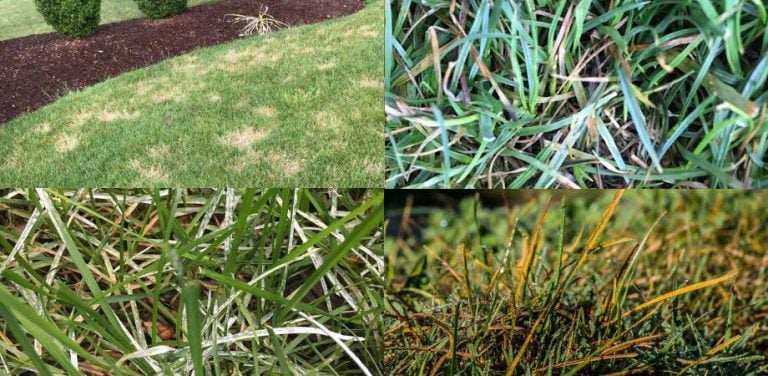 Turf Causing Rashes Four Common Fall Turf Diseases - Advanced Turf Solutions