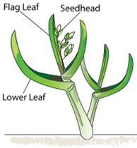 Flag leaf