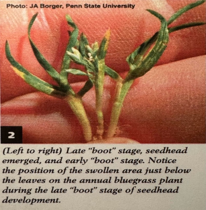 Poa annua seedhead development