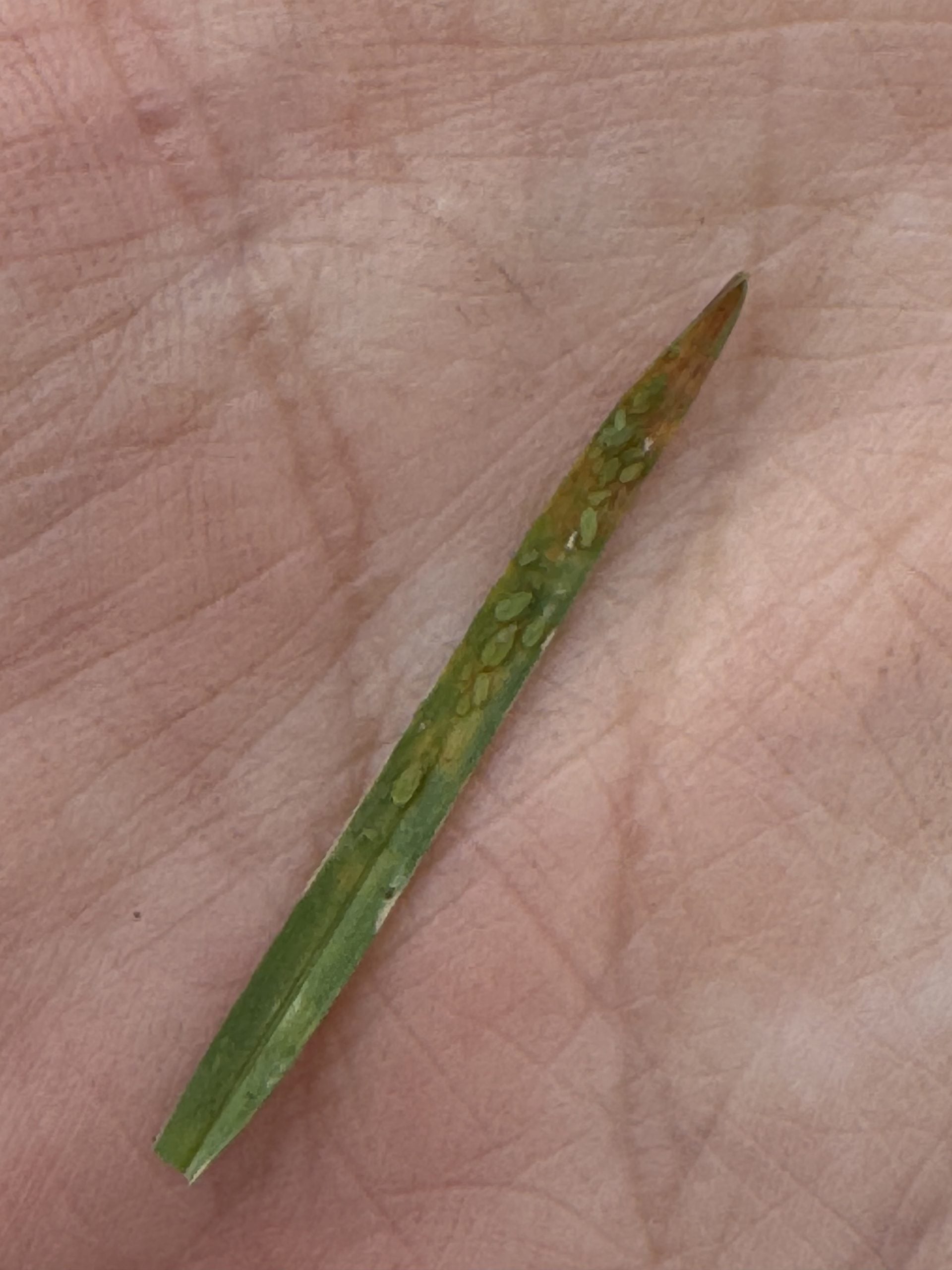aphids
