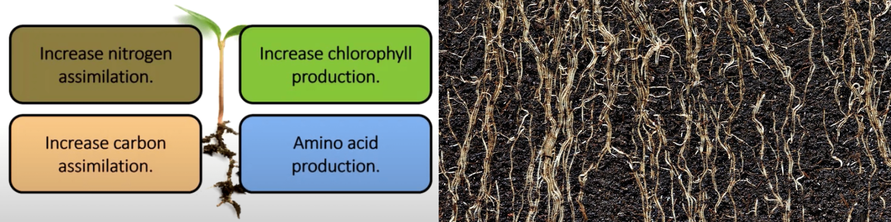 Amino acids also help combat root shrinkage and help with stress reduction; you can read about both of these benefits in the linked articles.