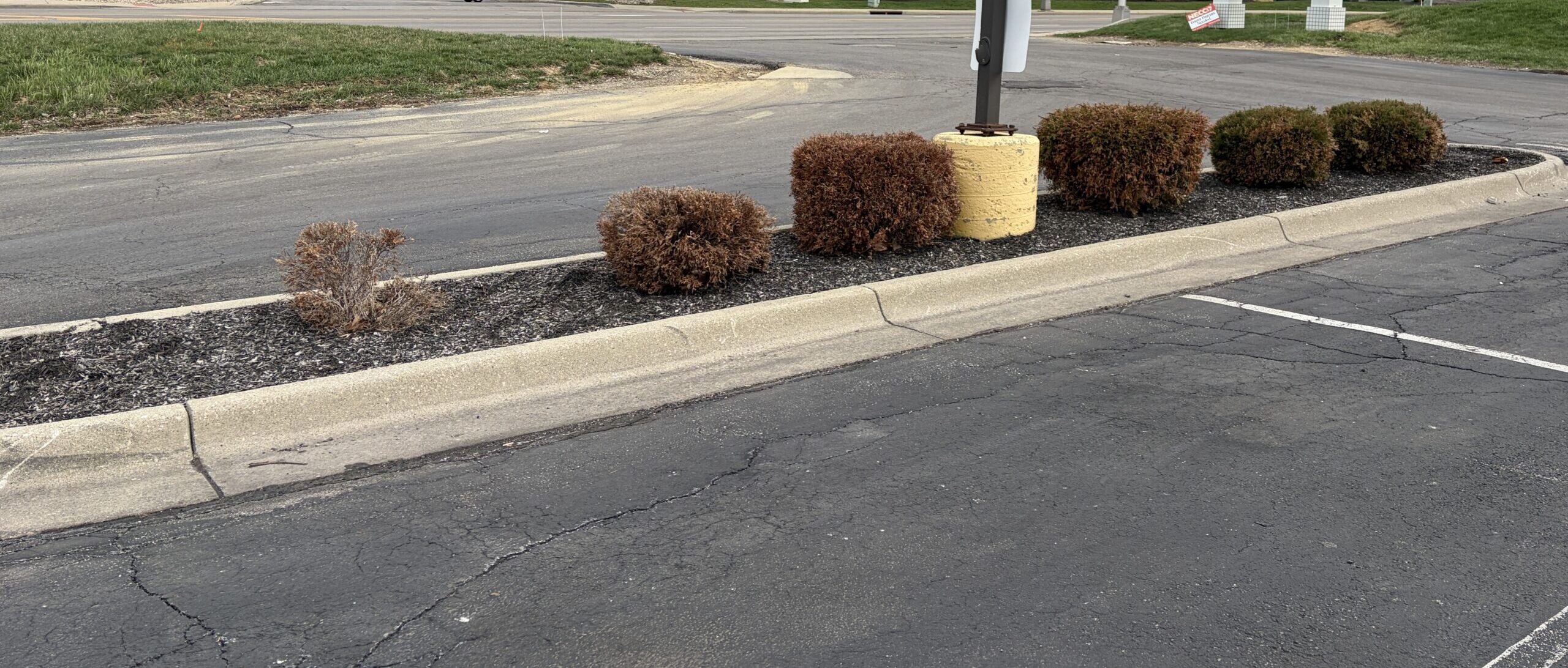 winter injury symptoms on a group of arborvitaes for the post. These were covered in about 3 ft of snow and a lot of ice melt was used in this parking lot through the winter, this photo is in Columbus, OH.
