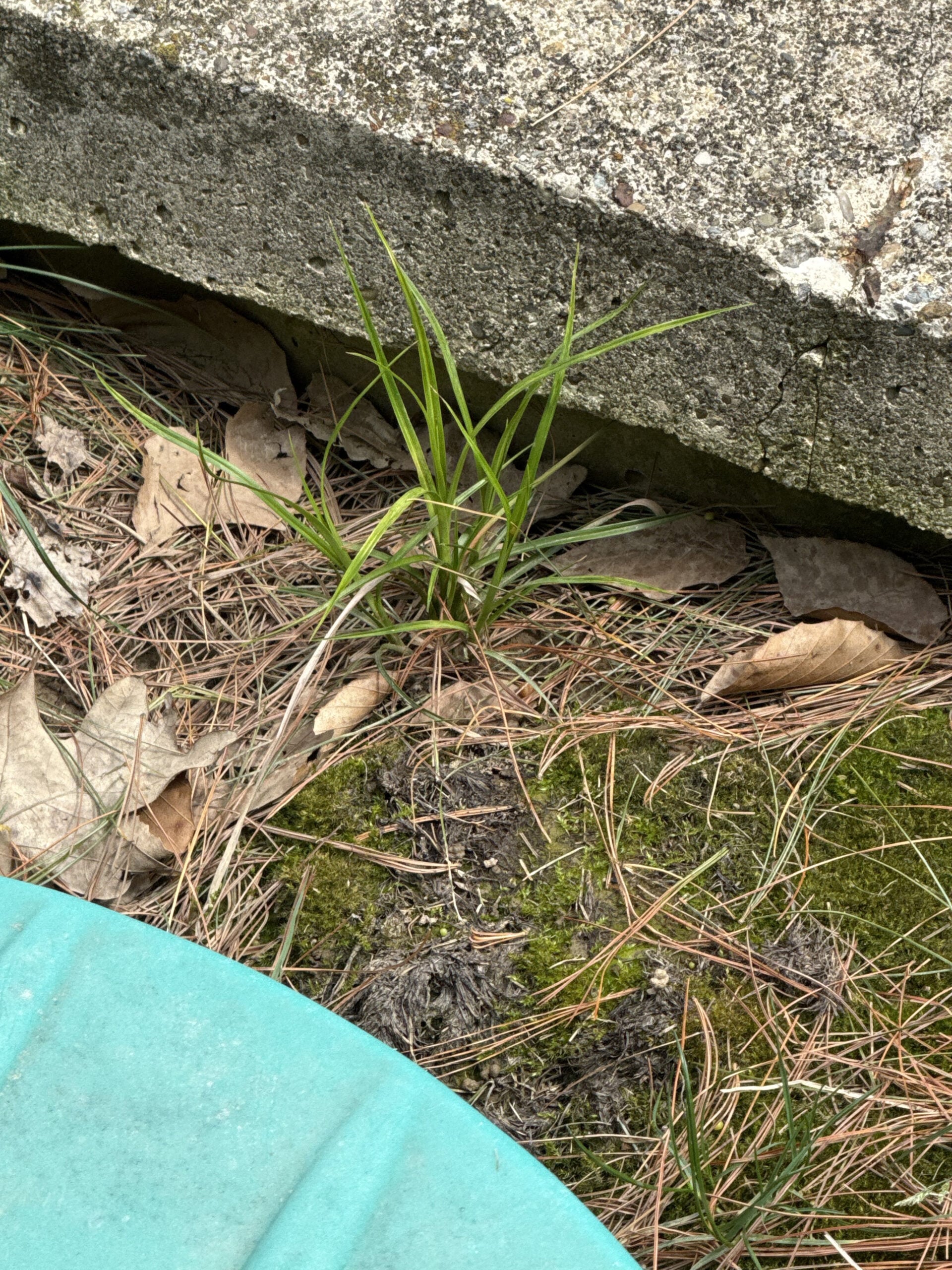 Yellow nutsedge plant found in northeastern Ohio in April 2026.