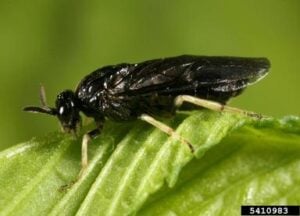 Zigzag sawfly - Credit: Gyorgy Csoka, Hungary Forest Research Institute, Bugwood.org - Used under Creative Commons Attribution 3.0 License
