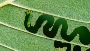 Elm zigzag sawfly (aproceros leucopoda) larva feeding on an elm leaf