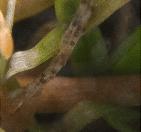 Acervuli on leaf