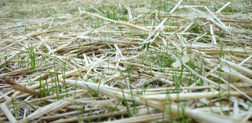 straw on grass seed